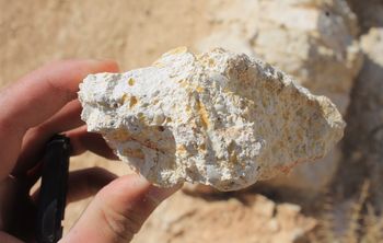 Ученые обучат искусственный интеллект идентифицировать окаменелости