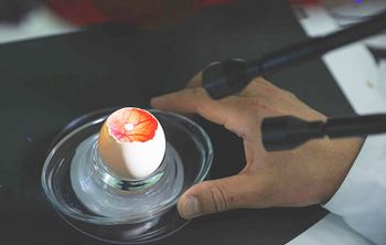 Куриные эмбрионы против ран: ученые СКФУ нашли природную альтернативу дорогим препаратам