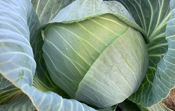 Новые отечественные гибриды капусты сочетают урожайность и устойчивость к заболеваниям