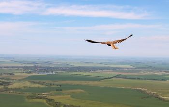 Но сокола полет всегда прекрасней