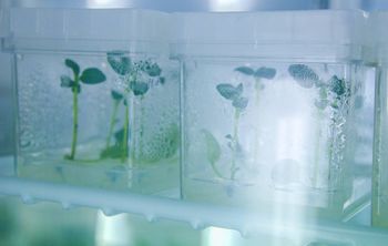 Сибирские ученые клонировали соссюрею спорную для создания восстанавливающих кости лекарств  