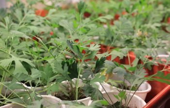 Бурятские ученые возрождают отрасль лекарственного растениеводства