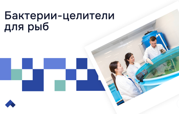 Ученые ДГТУ создают новые синбиотики для аквакультуры