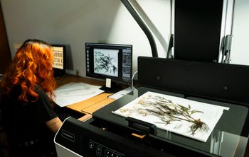 В Бурятии создали базу данных лекарственных растений