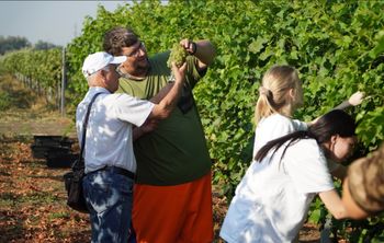 Коллекция Кубанского ГАУ пополнилась эксклюзивными сортами винограда